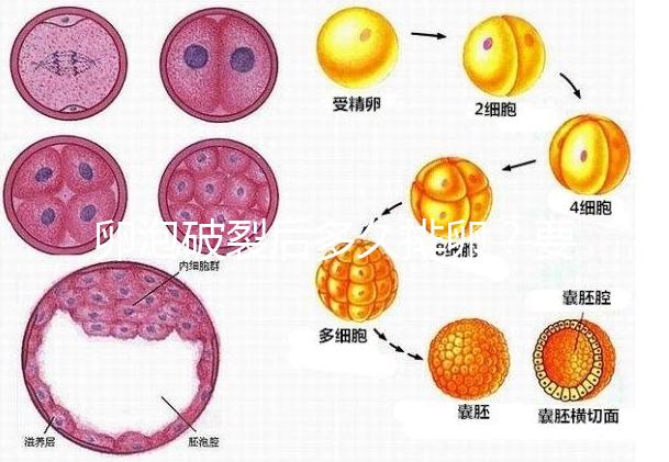 卵泡破裂后多久排卵？要想受孕更容易，這個時間別錯過！