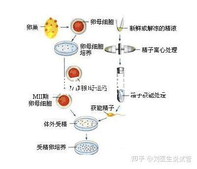 十月結晶和曼熙嬰兒浴盆誰好還不造，怎么換電池這篇文章說清楚