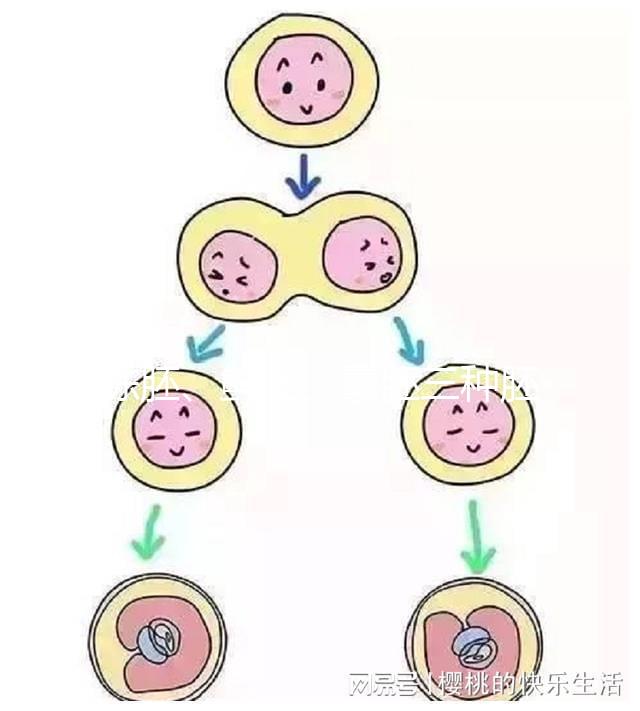 凍胚、鮮胚、囊胚三種胚胎移植方式如何選？身體會給你答案