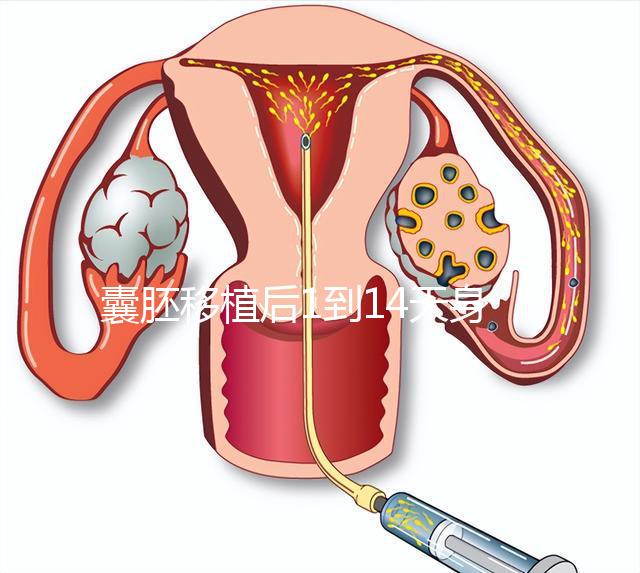 囊胚移植后1到14天身體／hcg均有變化！一張動畫圖清晰預見