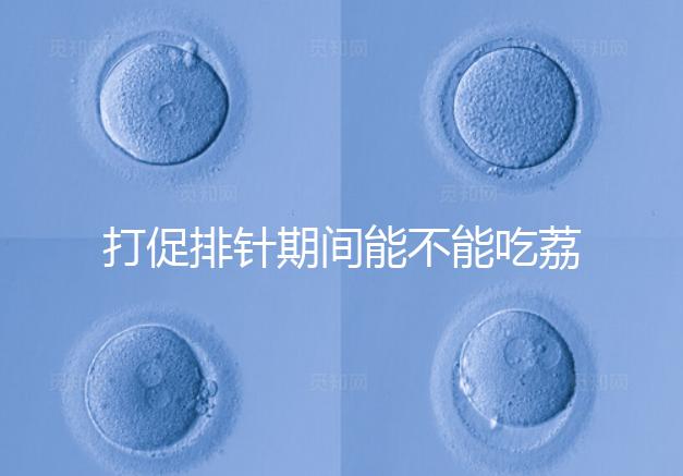 打促排針期間能不能吃荔枝看月份,想促進卵泡發育別亂食用