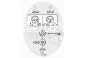 泰國試管嬰兒的費(fèi)用（泰國試管嬰兒的費(fèi)用是多少？）