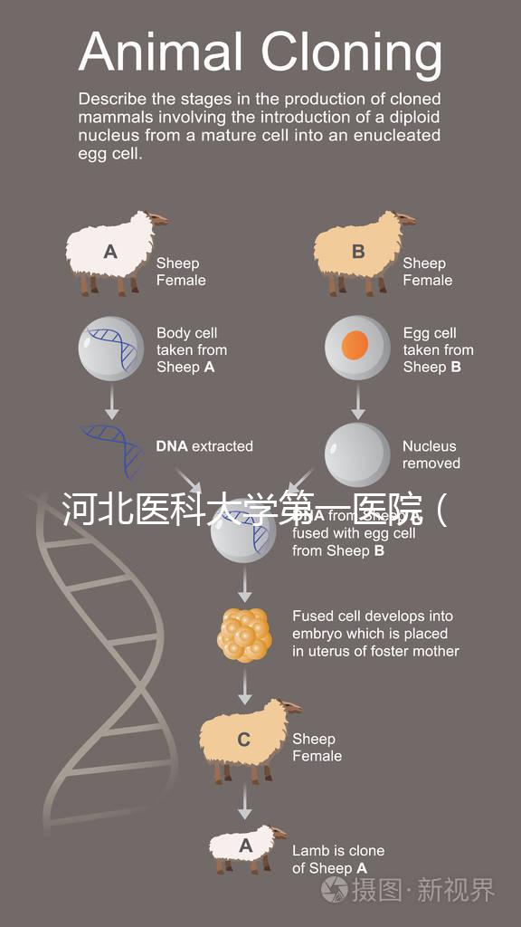 河北醫(yī)科大學(xué)第一醫(yī)院(河北醫(yī)科大學(xué)第一醫(yī)院擅長(zhǎng)什么)