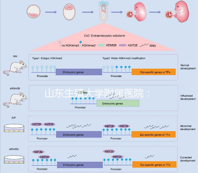 山東生殖大學(xué)附屬醫(yī)院:試管成功率高達55%的研究中心