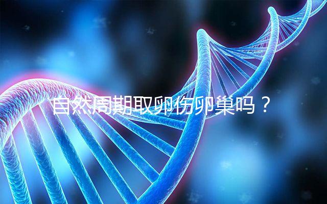 自然周期取卵傷卵巢嗎？對女性的這3大影響不能忽視