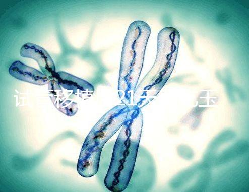 試管移植后21天能吃玉米嗎？孕婦多吃能減少便秘？