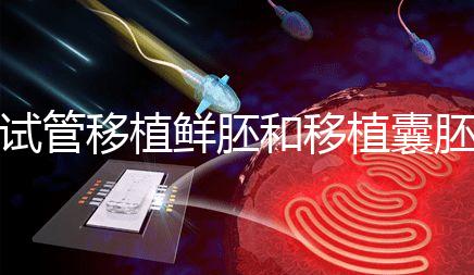 試管移植鮮胚和移植囊胚哪個成功率會高?