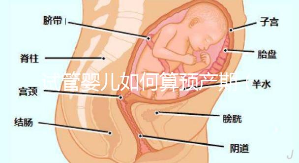 試管嬰兒如何算預產(chǎn)期(試管嬰兒如何算預產(chǎn)期計算器)