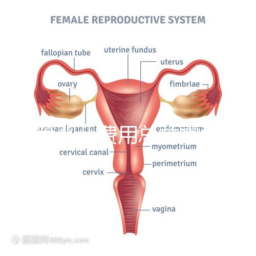 試管嬰兒費用總共需要多少
